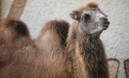 В Казанском зооботсаду поселились два верблюда из Калмыкии