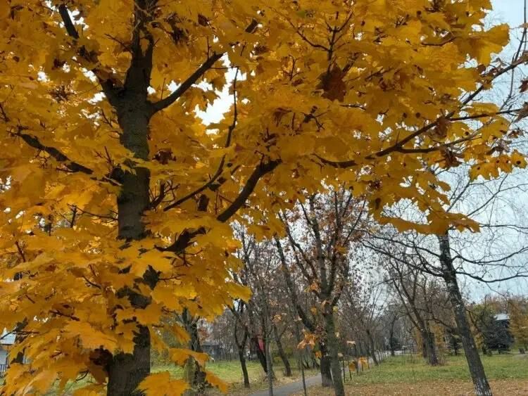 Бабье лето подходит к концу — следующая неделя принесёт холода