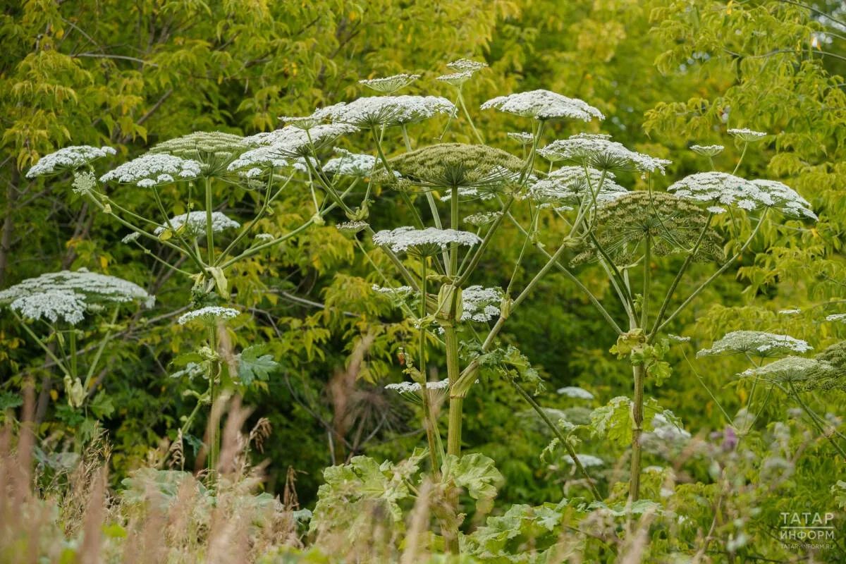 Борщевик на участке могут признать признаком неиспользования земли
