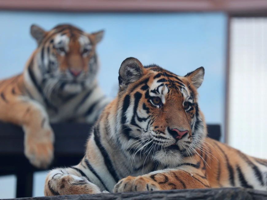Амурские тигры Казанского зооботсада за год почти вдвое увеличили вес