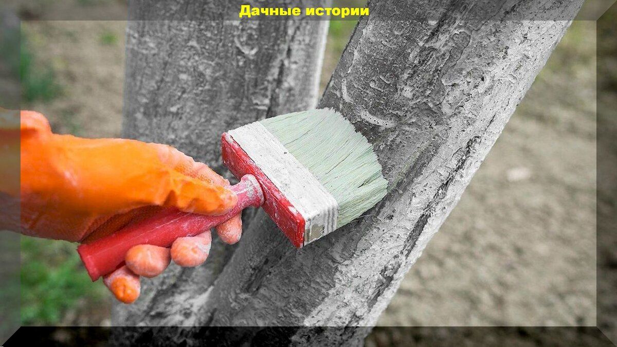 Почему весеннее побелка деревьев – важная забота для вашего сада