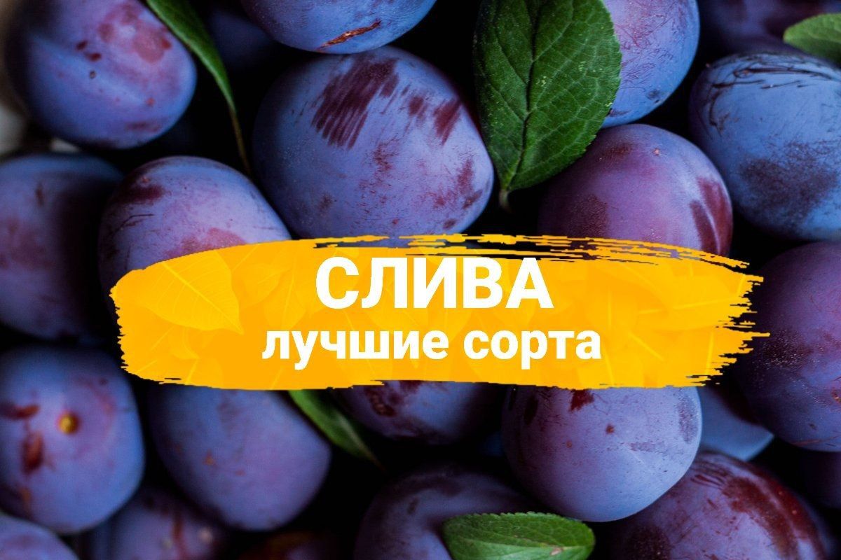 Сорта слив: выбираем идеальный вариант для вашего сада