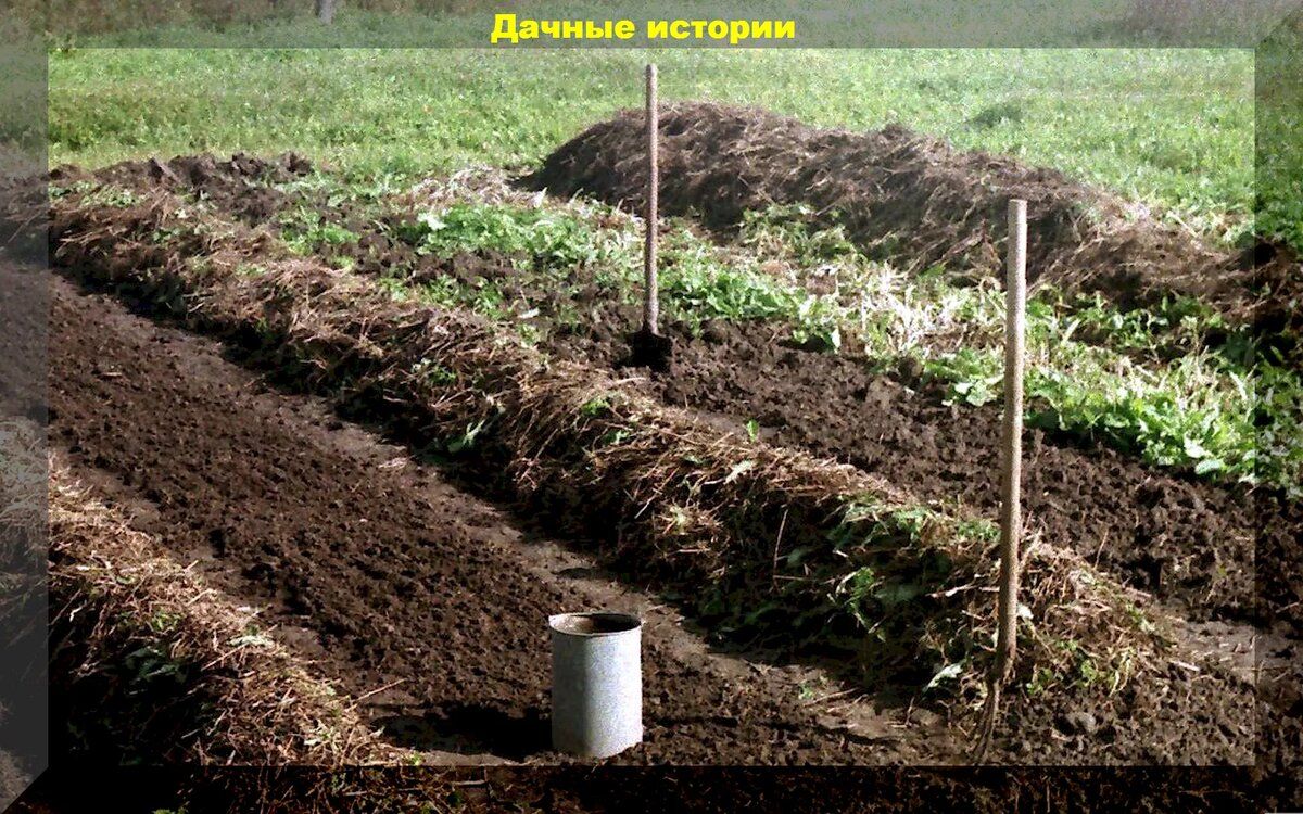 Подзимний посев: как подготовить свой участок к раннему урожаю