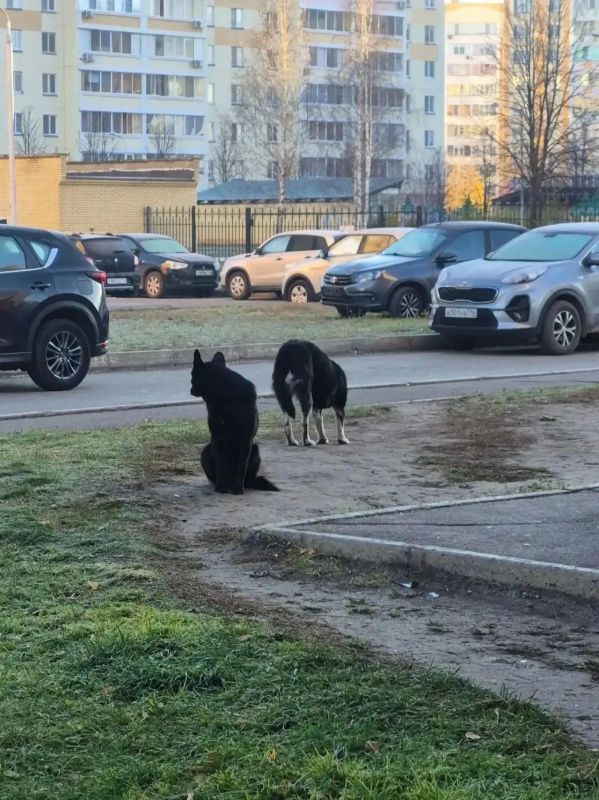 Нам пишут:. «Добрый день! На улице Гайнуллина, в основном д.16, д.18, лицей №38, уже больше недели гуляют 2 бездомные большие собаки