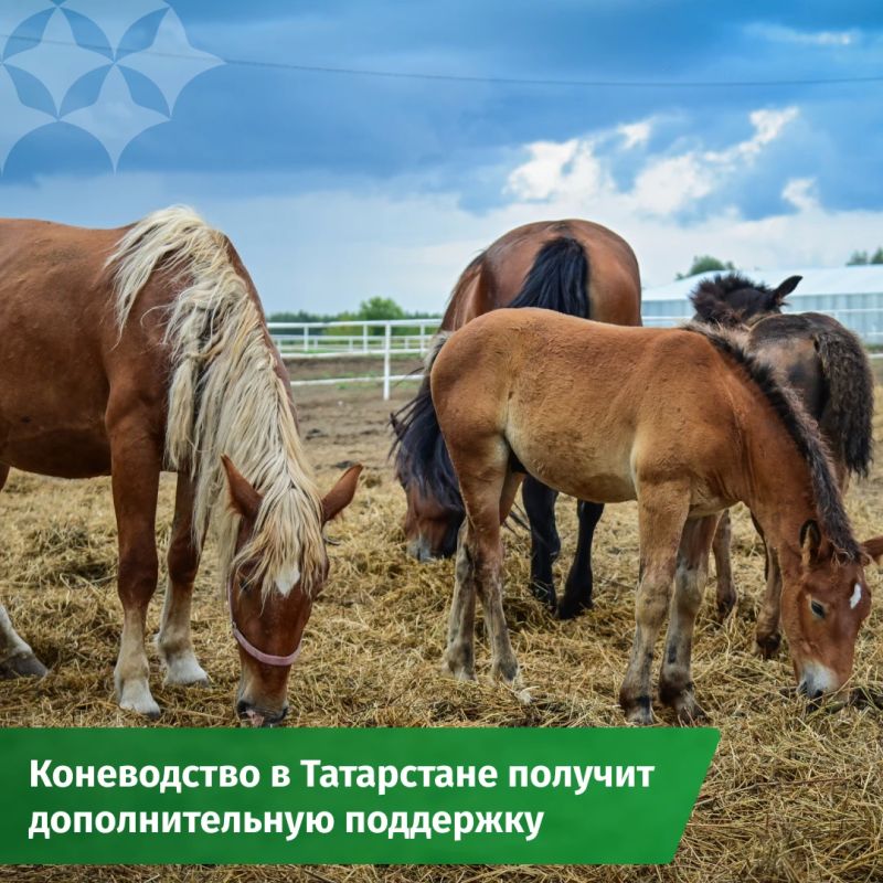 В Татарстане планируется увеличить поголовье лошадей в полтора раза
