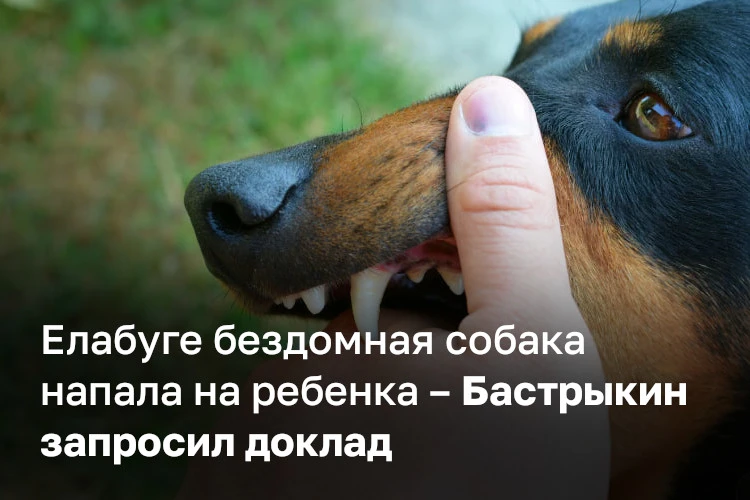 Бродячая собака напала на 8летнего мальчика в Александровском парке в Елабуге