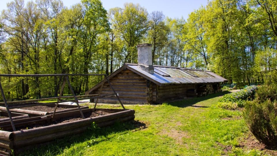 Секреты осенней обрезки ежевики: как добиться двухлетнего урожая