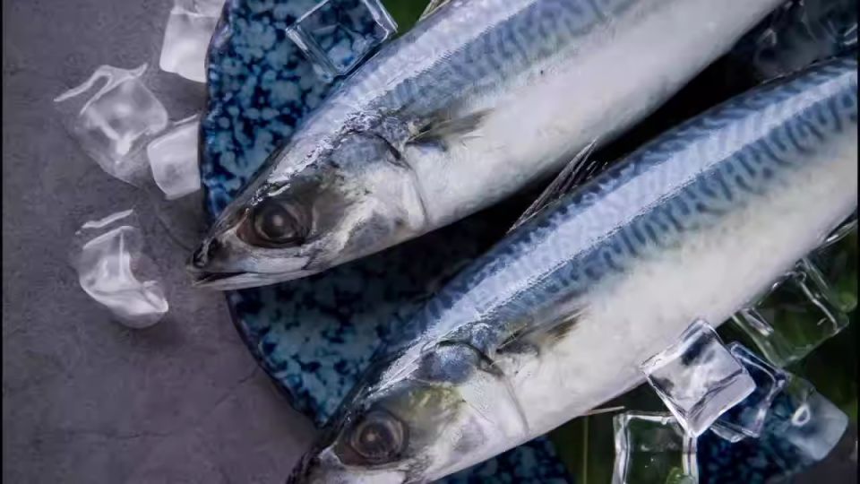 Опасные рыбы на вашем столе: от макрели до сома