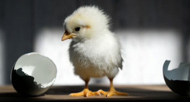 Секреты яиц: сколько белка на самом деле скрыто в курином яйце?