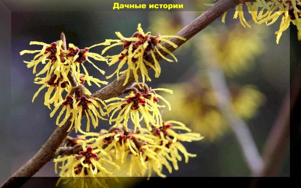 Цветочная симфония: пять кустарников для идеального сада