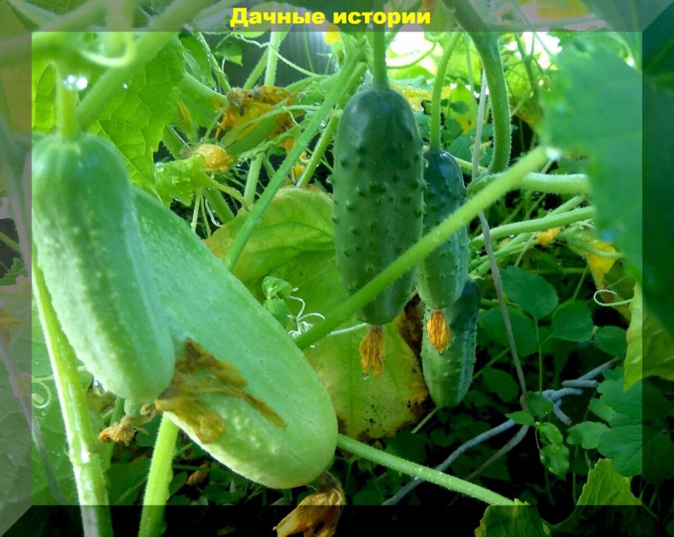 Как продлить сезон огурцов до глубокой осени