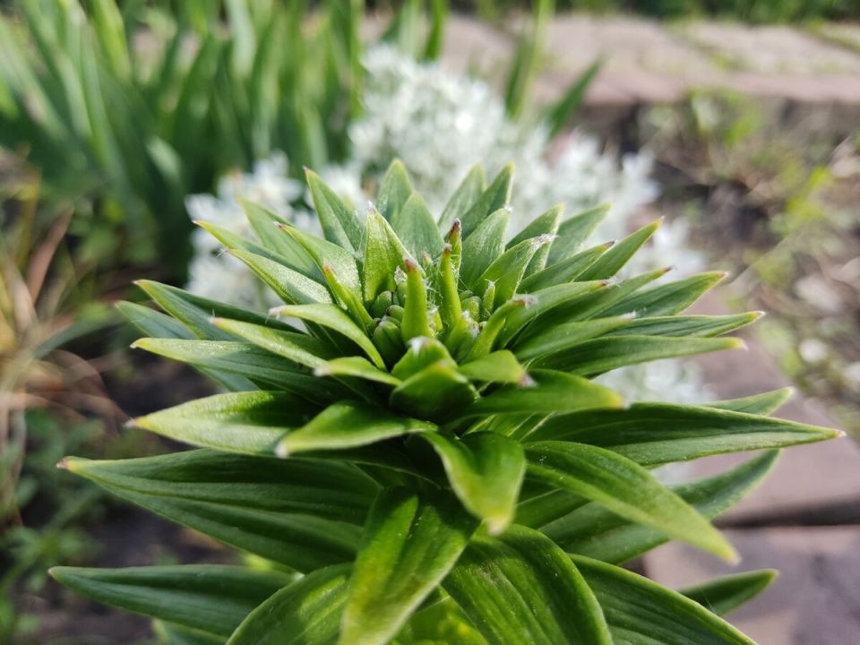 Лилии весной: как позаботиться о зелёной красоте для яркого летнего цветения