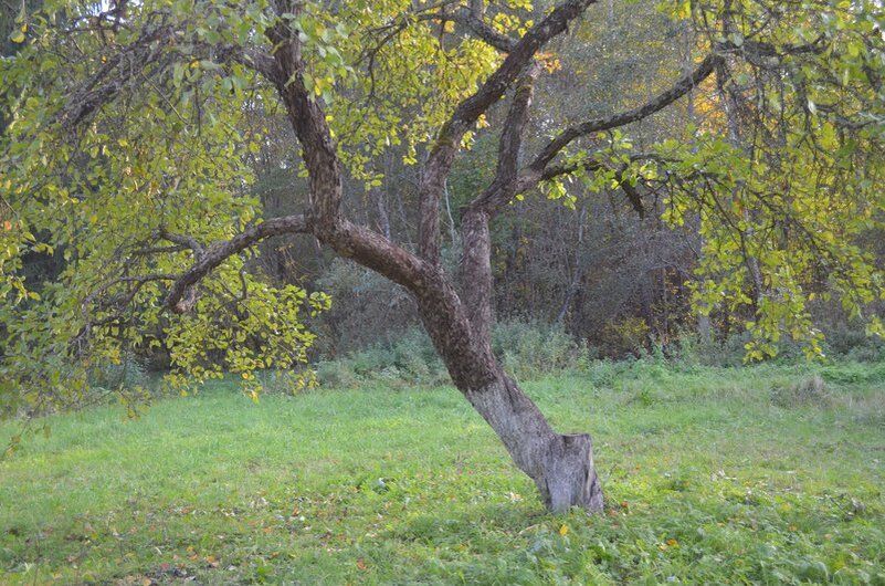 Осенний уход за плодами: как подготовить деревья к зиме и будущему урожаю