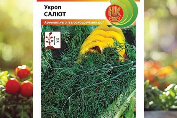 Укроп Салют: как вырастить ароматную зелень без хлопот