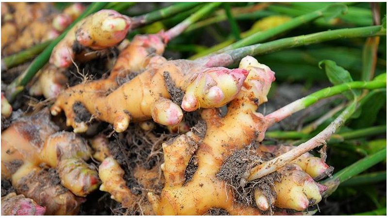 Как вырастить домашний имбирь: секреты успешного урожая без химии