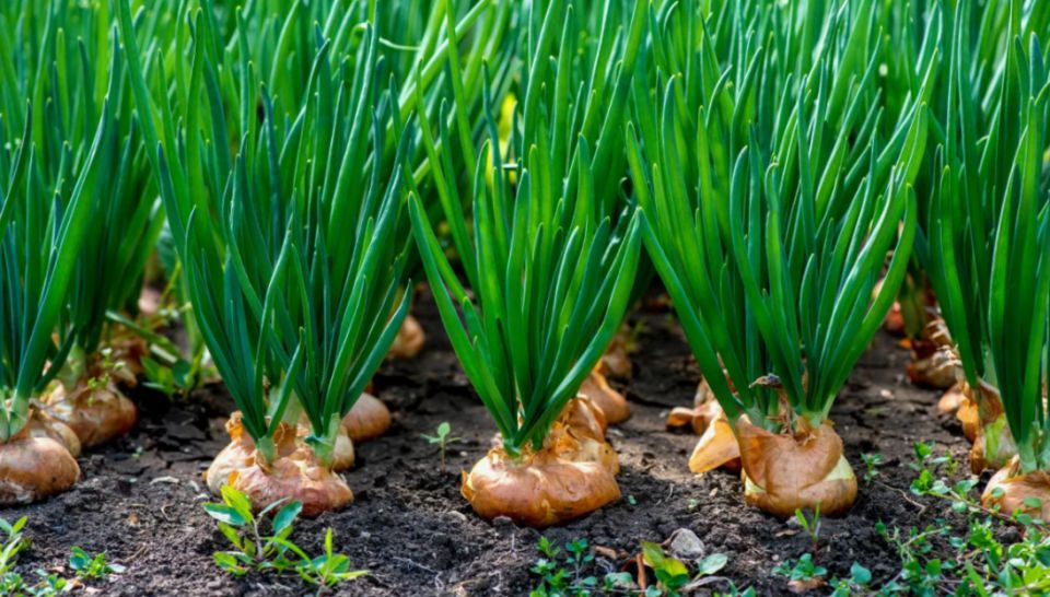 Как спасти желтеющее перо лука: проверенные советы и лучшие рецепты