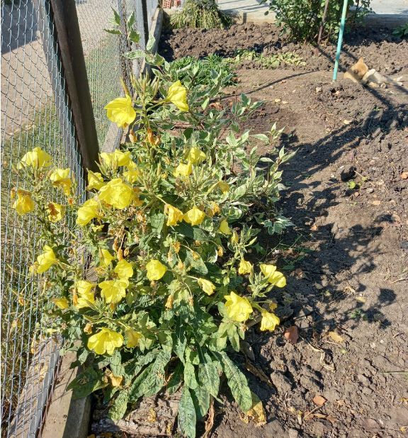 Идеальные цветы для вашего сада: выбираем их в июле