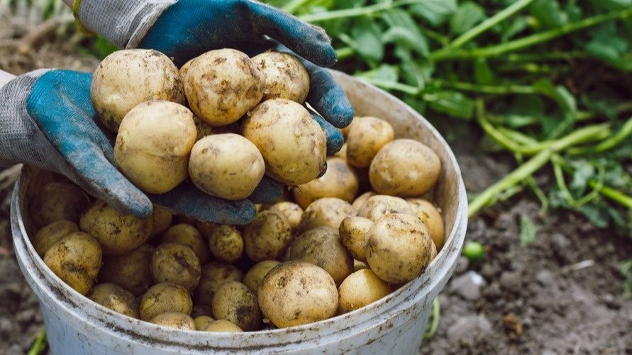 Как увеличить урожай картофеля в два раза: секрет успешных дачников