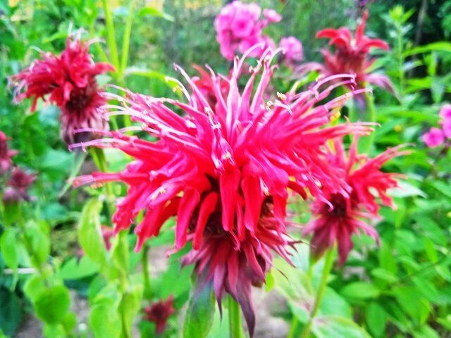 Роскошные многолетники для вашего сада