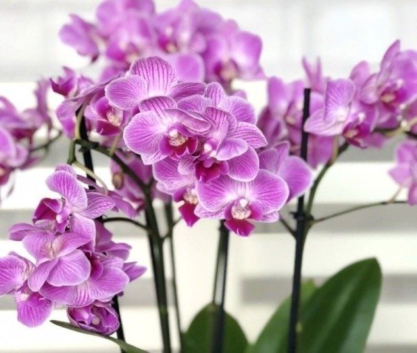 Секреты успешного размножения орхидей: раскроем удивительные методы