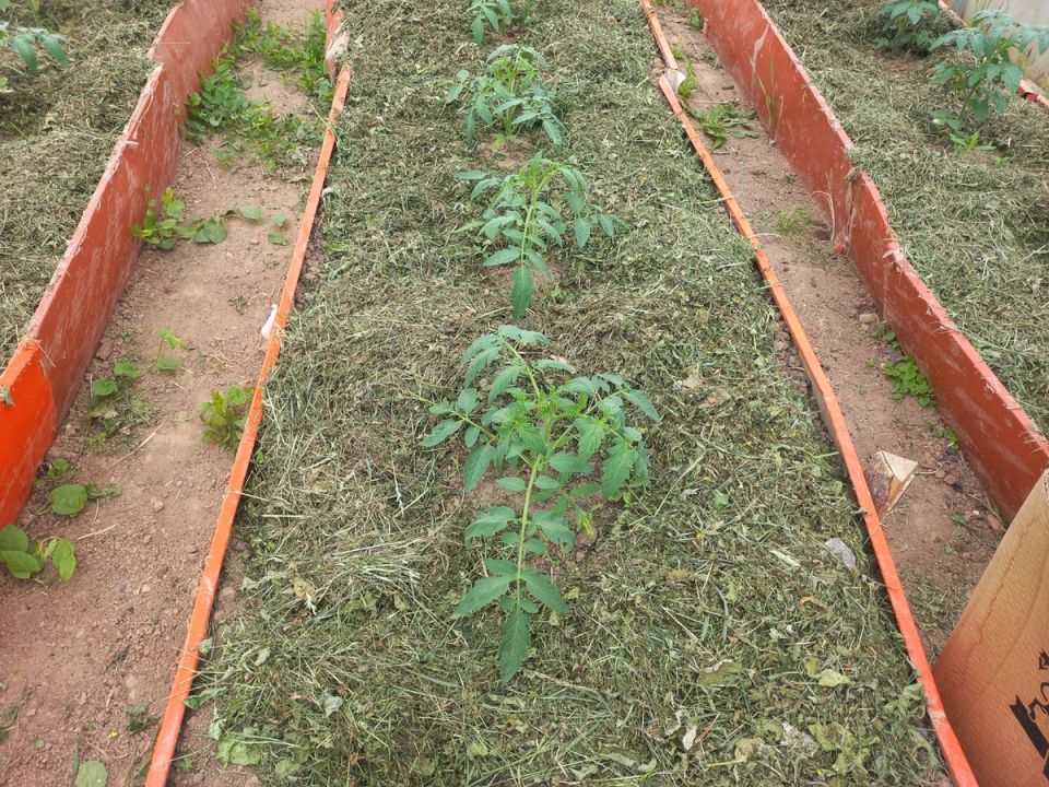 Капельный полив: как он меняет подход к огородничеству