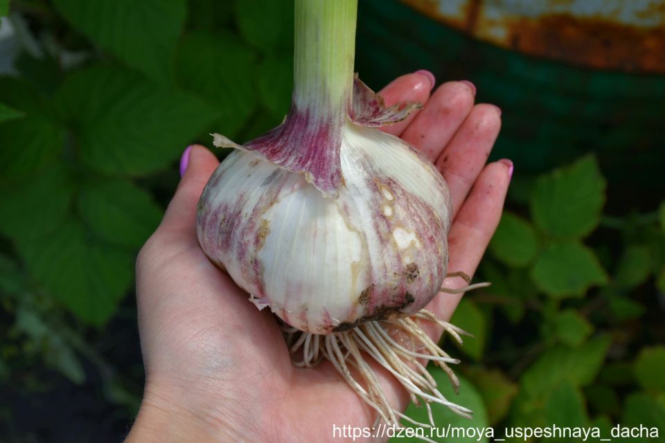 Когда убирать чеснок: ключевые признаки созревания