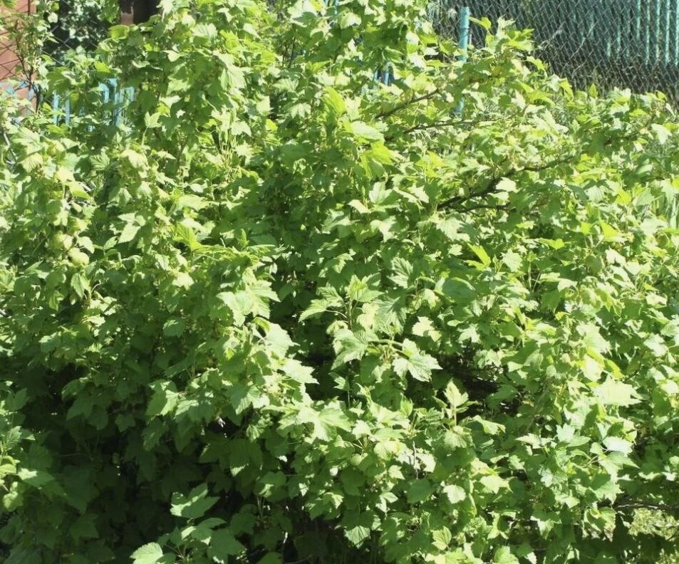 Омолаживающая обрезка смородины: верните кустам жизнь и урожайность