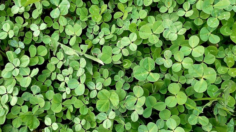 Сидераты после картофеля: Как восстановить почву и увеличить урожай