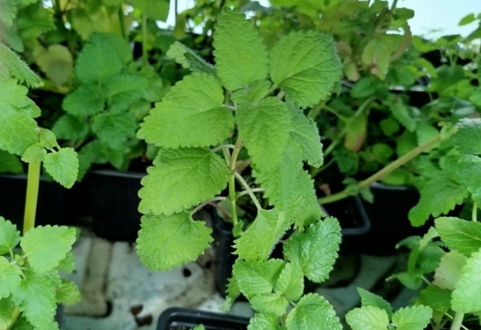 Мелисса: как вырастить ароматную траву для вашего огорода