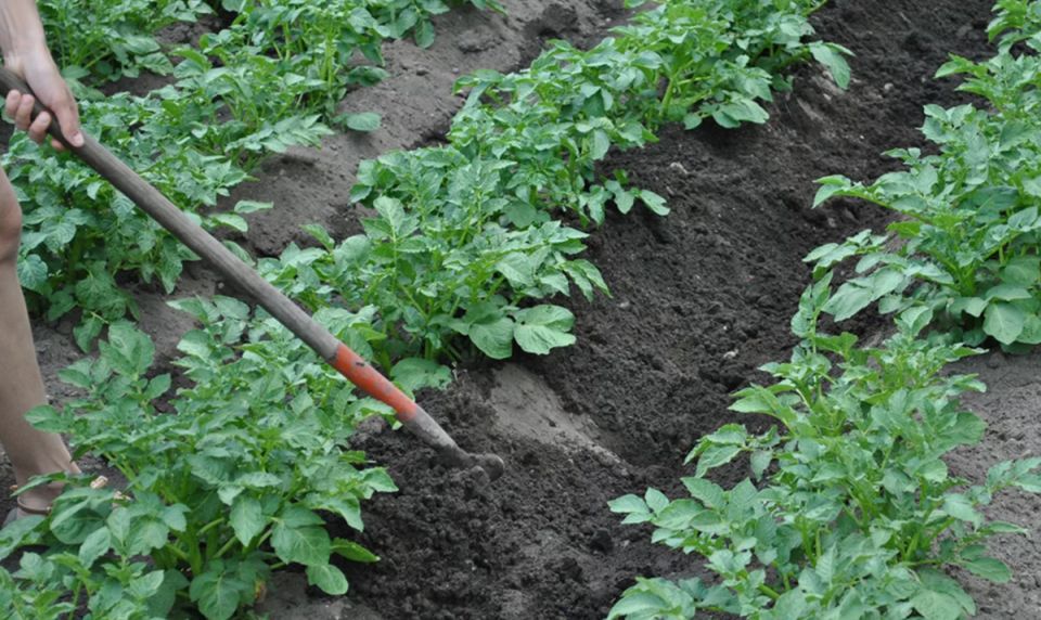 Окучивание картофеля – секрет успешного урожая