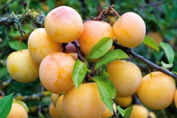 Слива Абрикосовая: уникальный гибрид с ярким вкусом