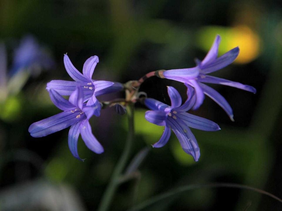 Иксиолирион татарский: уникальное украшение для вашего сада