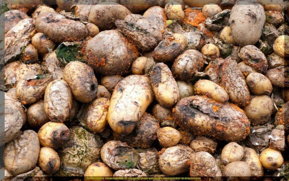 Вдохновение для хранителей картофеля: как сохранить урожай и избежать потерь