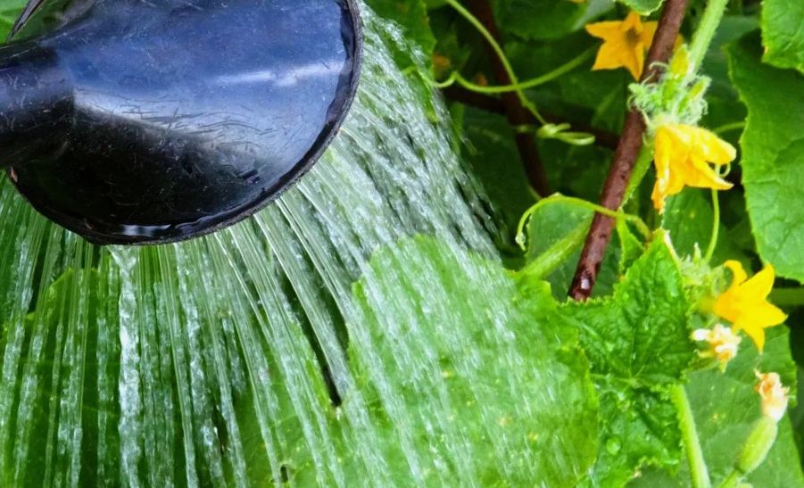 Рецепт от бабушки: гумат калия как секрет успешного урожая огурцов