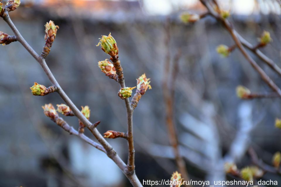 Весна в саду: как защитить деревья от вредителей и заболеваний