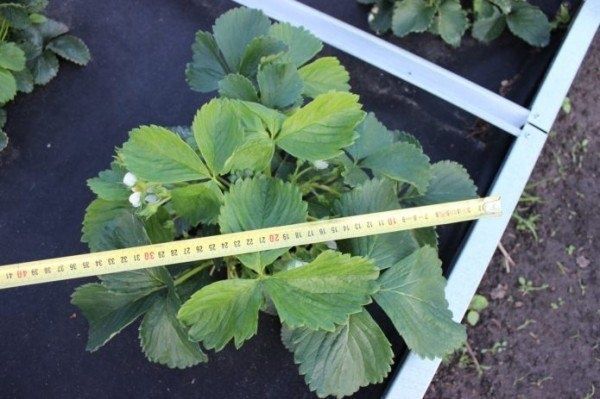 Земляника Царица: как вырастить ягоду, достойную королевской трапезы