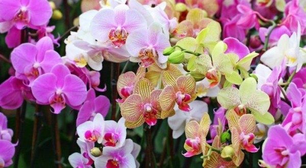 Уход за фаленопсисом: что делать, когда цветение завершилось?