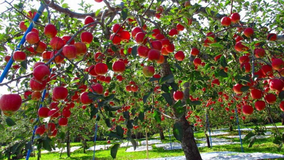 Как защитить яблоневые деревья от крупнейшего врага: яблонного цветоеда