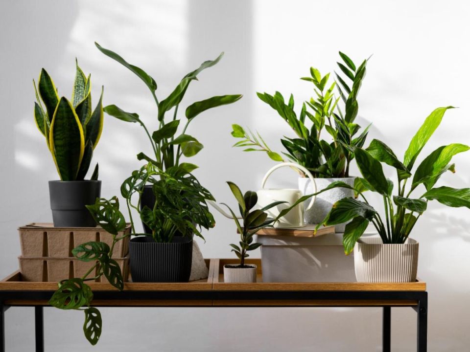 Дома с зеленым украсом: какие растения могут опасно повлиять на ваше здоровье?