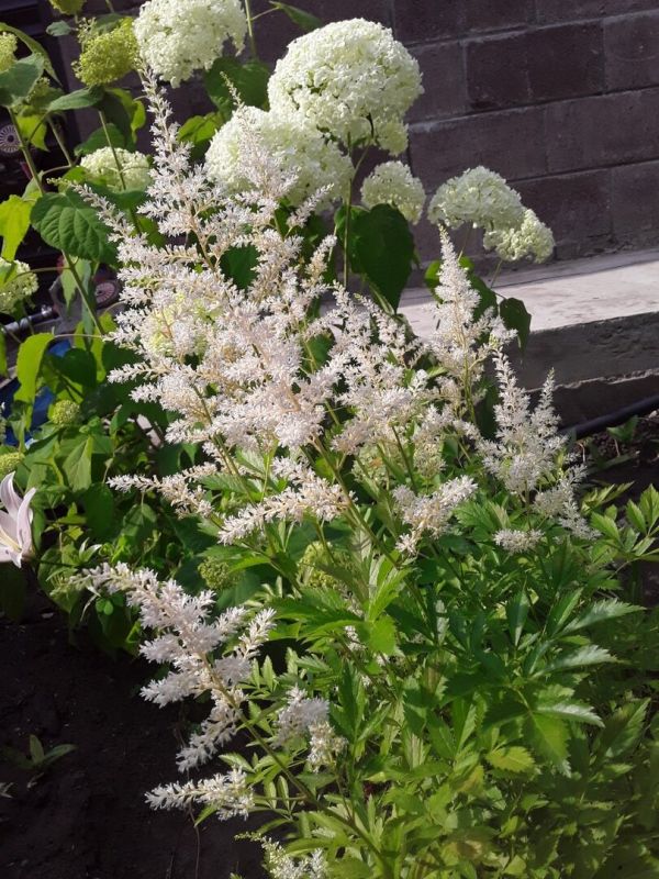 Танго в цветах: как добавить третий элемент в идеальный сад