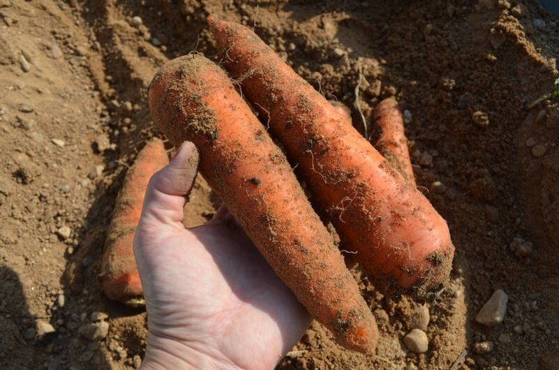 Как добиться идеального урожая моркови: секреты осенней подготовки почвы