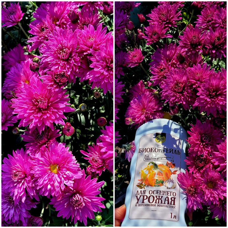 Уютный осенний уход: как позаботиться о многолетниках в вашем саду