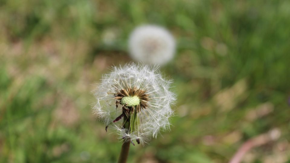 Садоводы под прицелом: какие сорняки могут стоить вам штрафа в 2025 году?