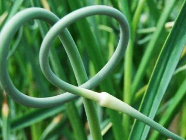 Почему чеснок стрелкуется рано: три причины и способы предотвратить это