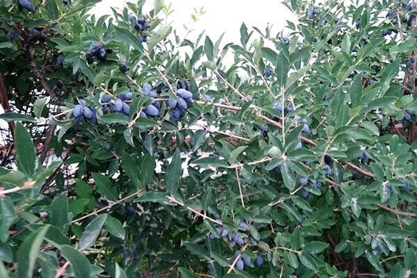 Жимолость Берель: невидимая звезда вашего сада с уникальными ягодами