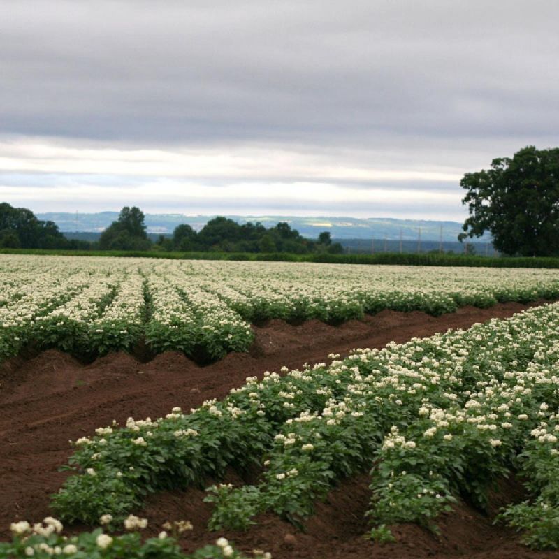 Проблемы роста картошки: почему клубни остаются мелкими, а ботва растет слишком активно?