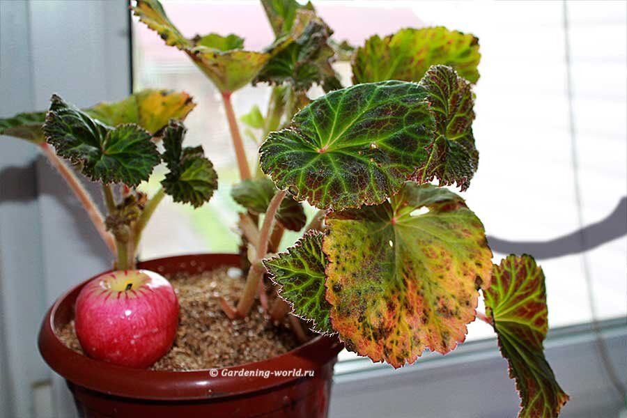 Как сохранить бегонию зимой: простые советы для лютых морозов