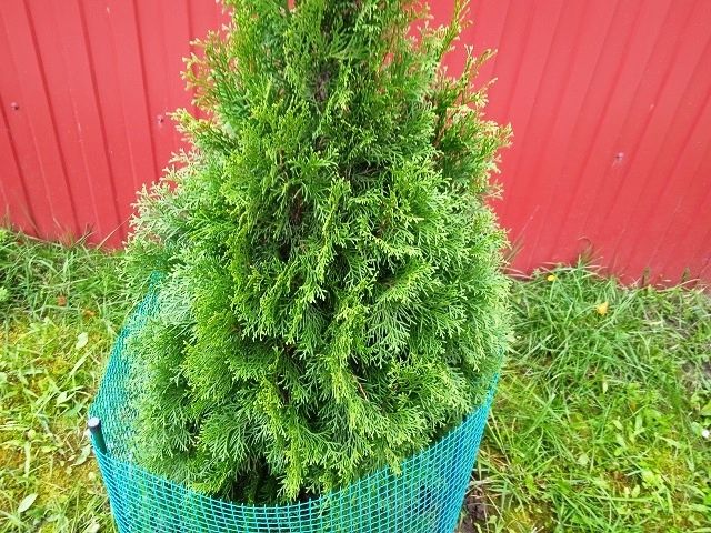 Как осенний уход за туями обеспечит их здоровье на будущую весну