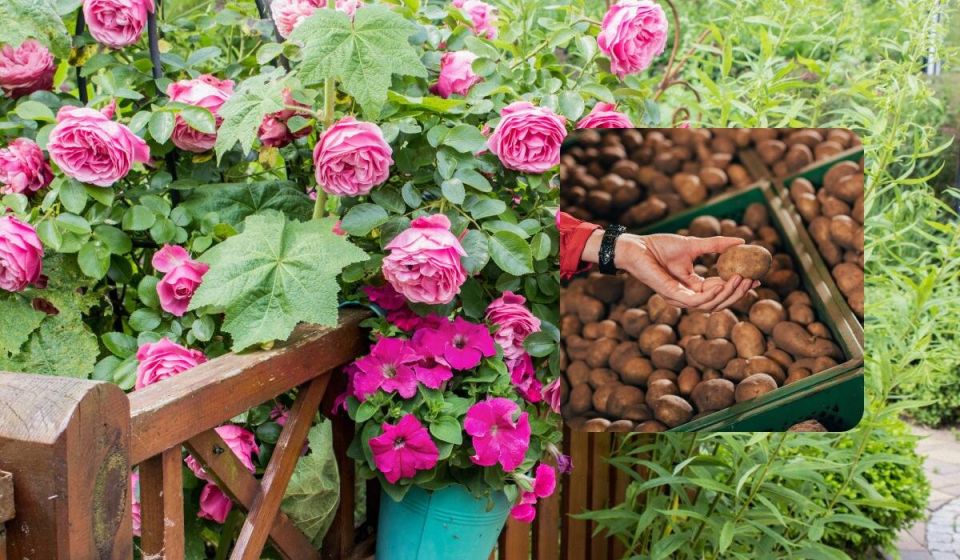 Как вырастить красивую розу из картошки: секреты флористов
