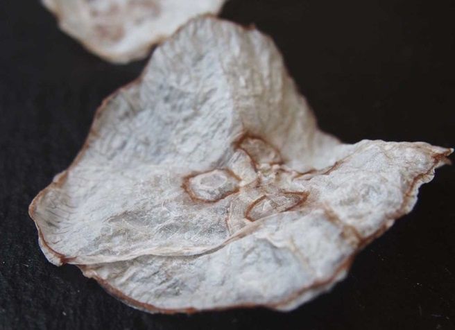 Необычные закуски со всего мира: от чипсов из медуз до кузнечиков